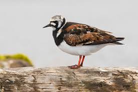 Attēlu rezultāti vaicājumam “Arenaria interpres adult”