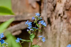 Attēlu rezultāti vaicājumam “Myosotis stricta flower”