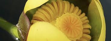 Attēlu rezultāti vaicājumam “Nuphar lutea fruit”