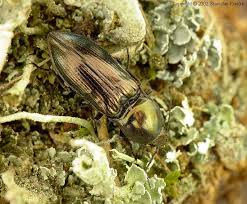 Attēlu rezultāti vaicājumam “Selatosomus aeneus”