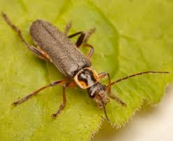 Attēlu rezultāti vaicājumam “Cantharis nigricans”