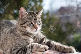 Attēlu rezultāti vaicājumam “Felis silvestris catus”