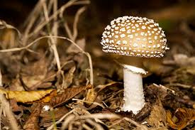 Attēlu rezultāti vaicājumam “Amanita pantherina”