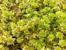 Attēlu rezultāti vaicājumam “Sphagnum cuspidatum”