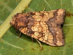 Attēlu rezultāti vaicājumam “Gortyna flavago”