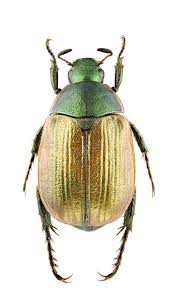 Attēlu rezultāti vaicājumam “Anomala dubia”