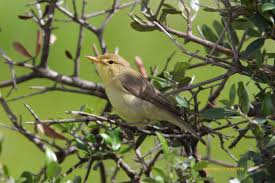 Image result for Hippolais polyglotta