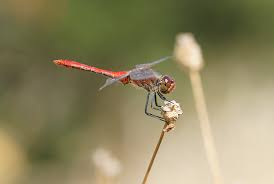 Attēlu rezultāti vaicājumam “Sympetrum sanguineum male”