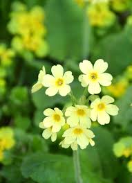 Image result for Primula elatior