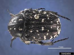 Attēlu rezultāti vaicājumam “Oxythyrea funesta”