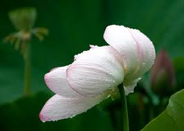 Attēlu rezultāti vaicājumam “Lotus sp. bud”