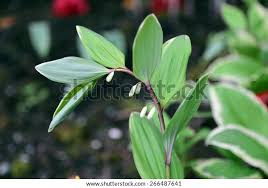 Attēlu rezultāti vaicājumam “Polygonatum odoratum bud”