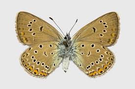 Attēlu rezultāti vaicājumam “Agrodiaetus amandus”