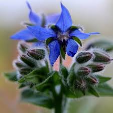 Image result for Borago officinalis