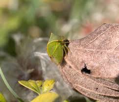 Attēlu rezultāti vaicājumam “Membracidae”