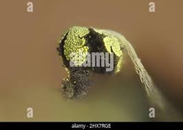 Attēlu rezultāti vaicājumam “Physarum viride var. aurantium spores”