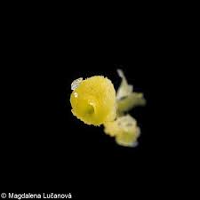 Attēlu rezultāti vaicājumam “Viola arvensis bud”