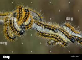 Attēlu rezultāti vaicājumam “Aporia crataegi larva”