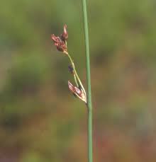Attēlu rezultāti vaicājumam “Juncus balticus”