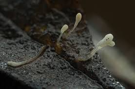 Attēlu rezultāti vaicājumam “Typhula setipes”