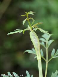 Attēlu rezultāti vaicājumam “Peucedanum palustre flower”