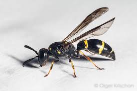 Attēlu rezultāti vaicājumam “Symmorphus sp.”