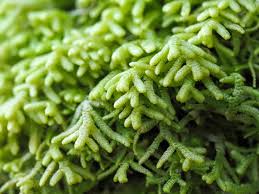 Attēlu rezultāti vaicājumam “Lepidozia reptans”