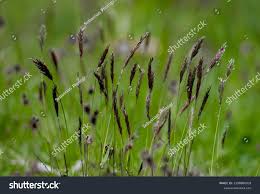 Attēlu rezultāti vaicājumam “Calamagrostis purpurea flower”