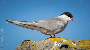 Attēlu rezultāti vaicājumam “Sterna”