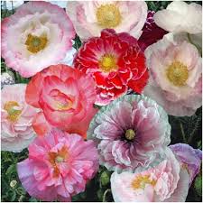 Image result for Papaver rhoeas 'Shirley'