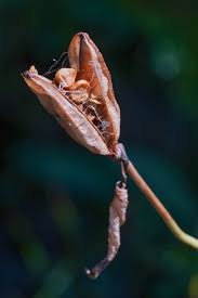 Attēlu rezultāti vaicājumam “Trichia ambigua stalked”