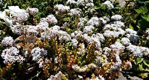 Attēlu rezultāti vaicājumam “Sedum album”