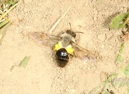 Attēlu rezultāti vaicājumam “Andrena vaga”