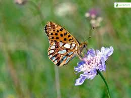 Attēlu rezultāti vaicājumam “Issoria lathonia”