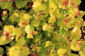 Attēlu rezultāti vaicājumam “Betula nana leaf”