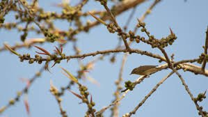 Attēlu rezultāti vaicājumam “Hippolais caligata adult”