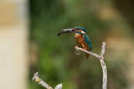 Attēlu rezultāti vaicājumam “Hippolais caligata adult”