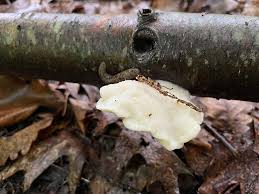 Attēlu rezultāti vaicājumam “Tyromyces chioneus”