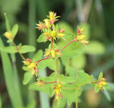 Attēlu rezultāti vaicājumam “Hypericum perforatum bud”