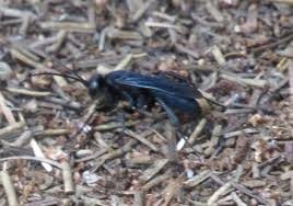Attēlu rezultāti vaicājumam “Pompilidae”