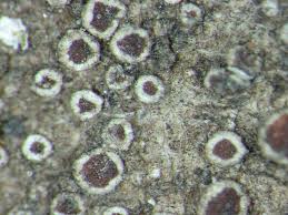 Attēlu rezultāti vaicājumam “Lecanora argentata”