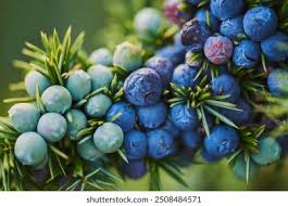 Attēlu rezultāti vaicājumam “Juniperus communis fruit”