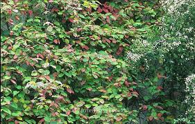 Attēlu rezultāti vaicājumam “Actinidia kolomikta”