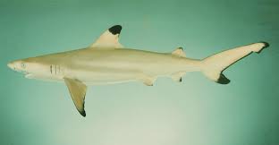 Image result for Carcharhinus melanopterus