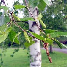Attēlu rezultāti vaicājumam “Betula pubescens leaf”