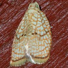 Attēlu rezultāti vaicājumam “Acleris forsskaleana”