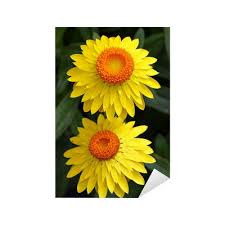 Image result for Strohblume