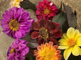 Image result for Dahlia x pinnata `Redskin`