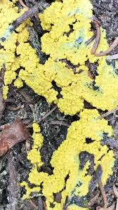 Attēlu rezultāti vaicājumam “Fuligo candida plasmodium”