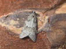 Attēlu rezultāti vaicājumam “Eana incanana”